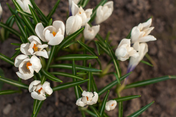 first spring flowers, snowdrops in garden, sunlight