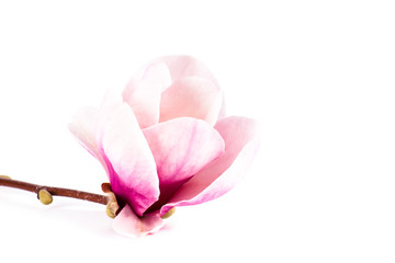 Flower magnolia isolated on white background