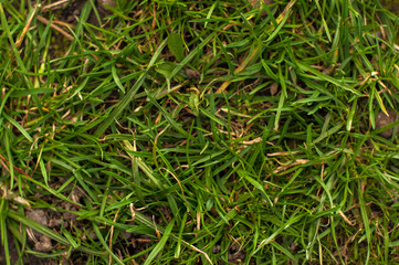 Green real grass texture background. Top view photo