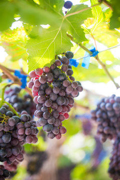 Wine grape on vineyard branch