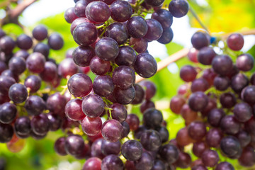 Wine grape on vineyard branch