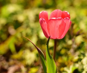 Sun Lite Spring Tulip