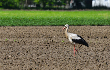 Cicogna bianca ferma nel campo arato