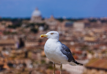 Seagull and Rome Italy cityscape