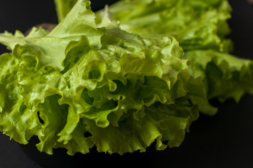 Salad leaf. Lettuce on black background.