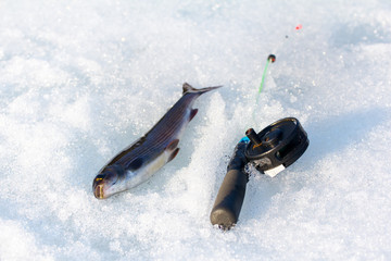 grayling caught on ice fishing with a spinner
