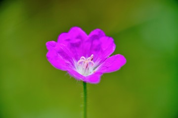 アケボノフウロの花