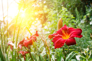 big flower beautiful red Lily closeup on green background in the sunlight