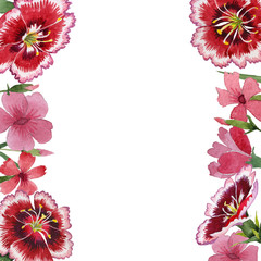 Wildflower carnation flower frame in a watercolor style isolated.