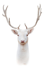 White albus deer portrait isolated on white background
