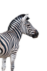 Fototapeta na wymiar Zebra portrait isolated on white background