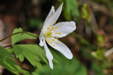 Fototapeta premium Anemone nemorosa 