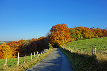 weg in den herbstwald, sauerland © Elke Hötzel
