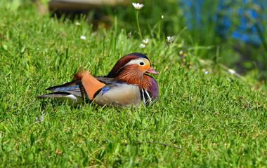 Anatra mandarina seduta sull'erba