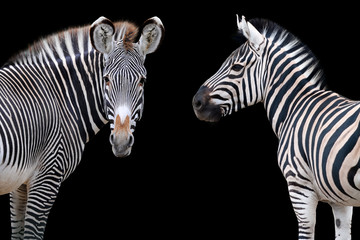 Two zebras portrait isolated on black background