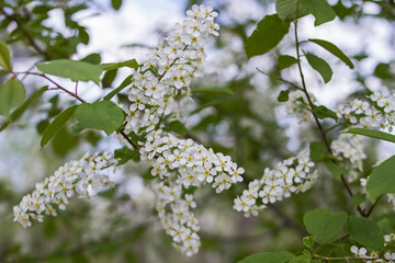 Branches of a blossoming cherry tree in summer in the garden on a sunny day on a sky background.