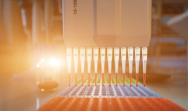 pcr process in microbiology laboratory