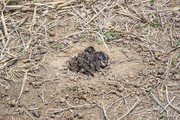 Baby birds in a natural nest on the ground