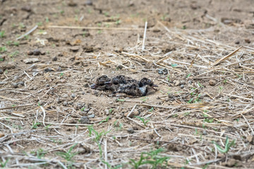 Baby birds in a natural nest on the ground