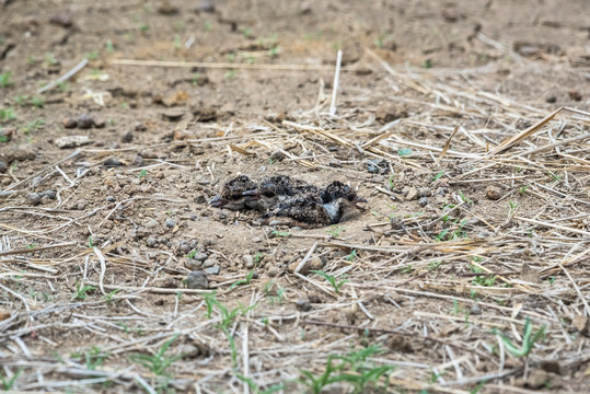 Baby birds in a natural nest on the ground
