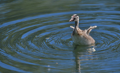 Svasso maggiore giovane che apre le ali sull'acqua del lago