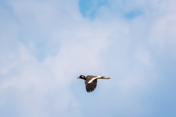 Red wattled lapwing are flying in the sky