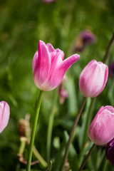 Cultivation of tulips in spring.