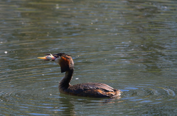 Svasso maggiore sul lago che nuota verso sinistra con un grosso pesce nel becco