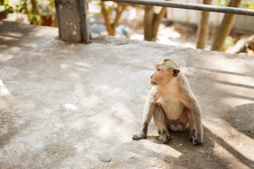 Monkey sit on concrete floor