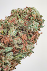 Marijuana bud, an amazing jungle. Extremely detailed macro view of cannabis strain with extended depth of field