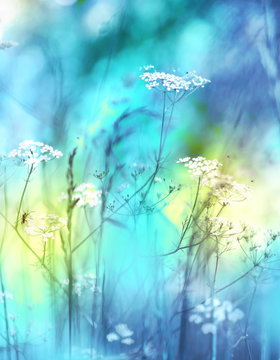 Wild grass on a meadow in nature with mosquitoes with soft focus in summer in spring and blurred macro background. Gentle air light fresh artistic image toned in blue.