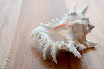sea shell, shell, Chicoreus, 