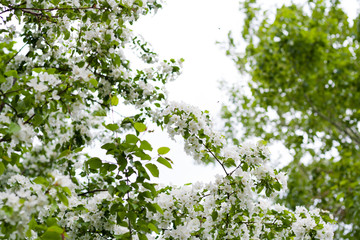 Apple tree in bloom