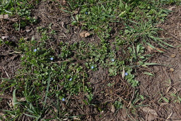 Flowering Veronica polita in spring from above