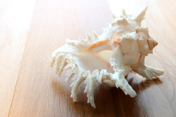 sea shell, shell, Chicoreus, 