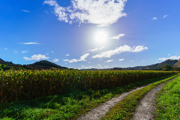 Fototapeta na wymiar Corn field in Whanganui , North Island of New Zealand