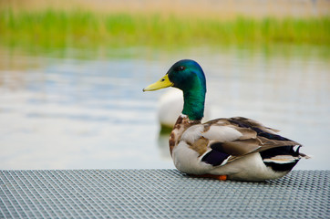 Duck relaxing on dock