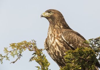 Red-tailed Hawk