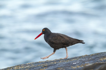 Black Oystercatcher