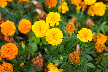 Yellow flowers with green leaf