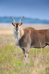 Naklejka na ściany i meble Common eland close up portrait in field