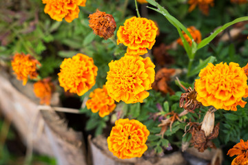 Yellow flowers with green leaf