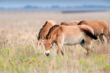 Naklejka na ściany i meble Przewalskii horse herd grazing on pasture