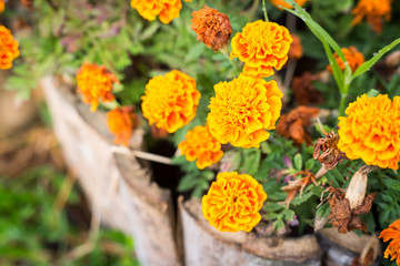 Yellow flowers with green leaf