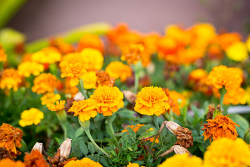 Yellow flowers with green leaf