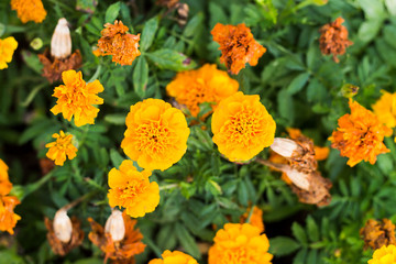 Yellow flowers with green leaf