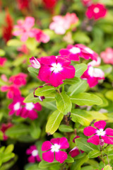 Pink flowers with green leaf