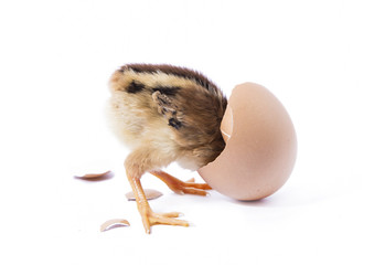 The little chick and eggshell isolated on the white background.