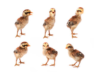 The collection little chick isolated on white background.
