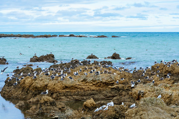 Seagulls at Taputeranga Marine Reserve is located on Wellington  's South coast covering Island Bay , Owhiro Bay and  Houghton Bay , Wellington , North Island of New Zealand